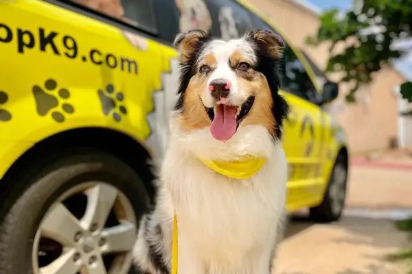 Australian Shepherd smiling in front of a yellow Tip Top K9 van after a Kansas City training session