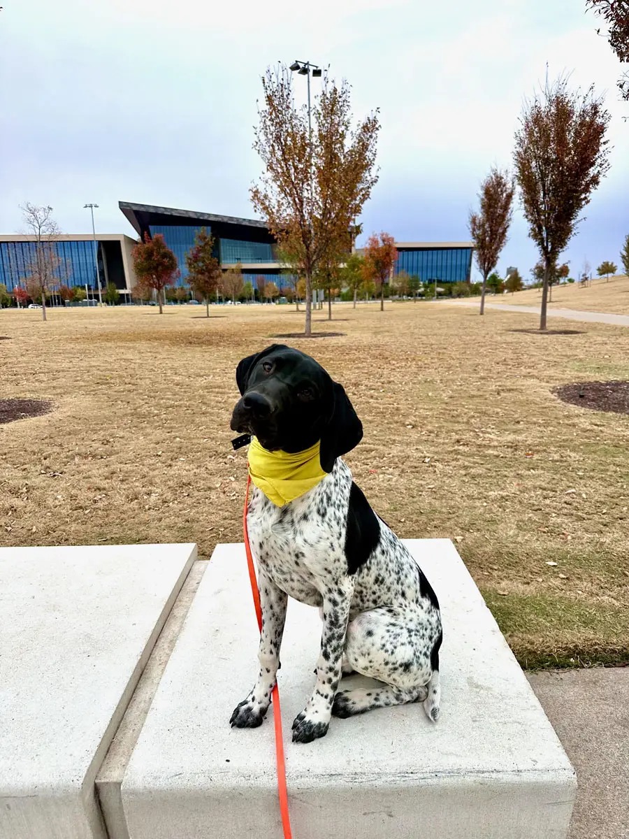 German Shorthaired Pointer holding a perfect sit-stay during obedience work
