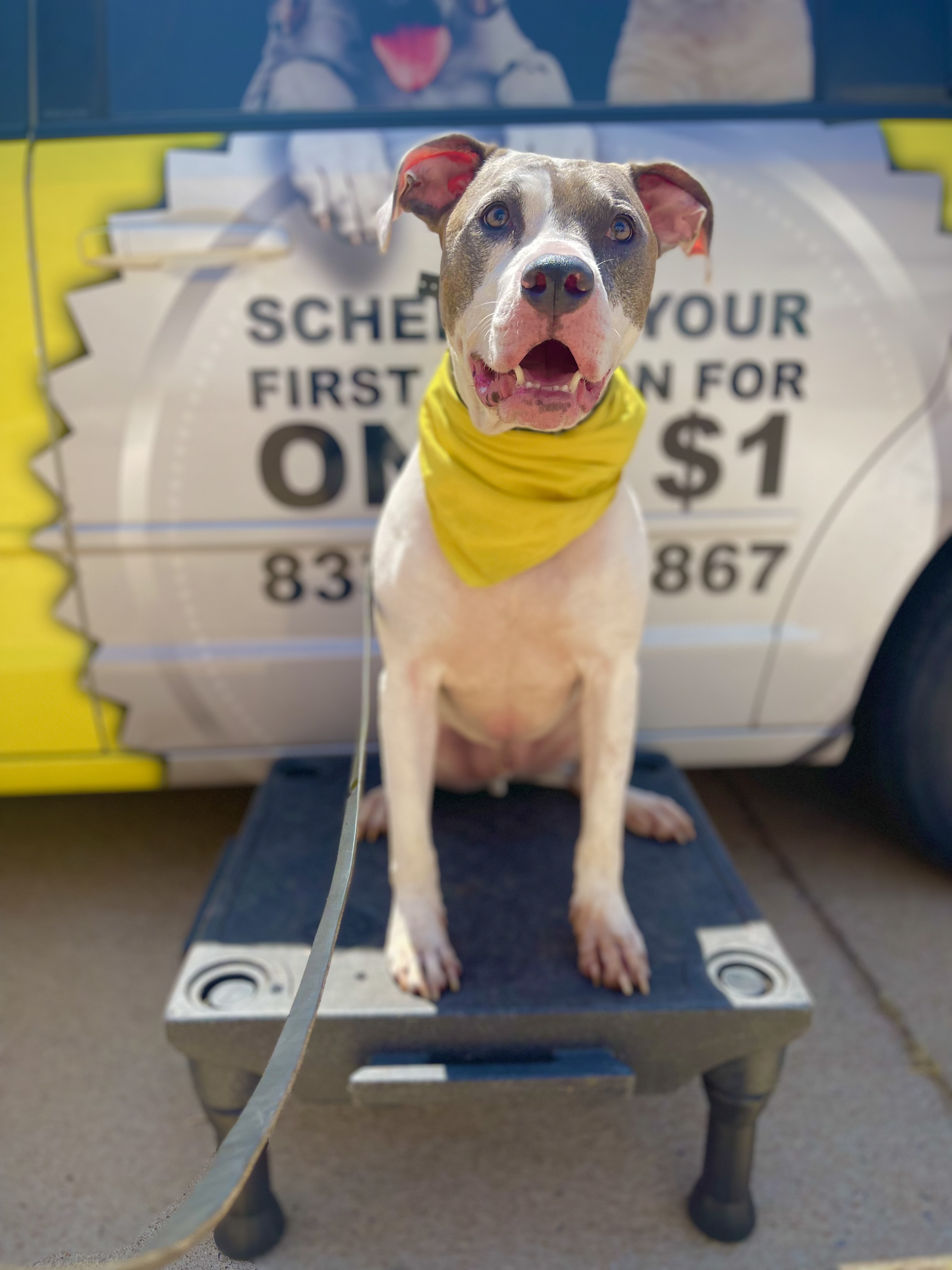 Blue nose pit bull holding a calm down-stay on a training platform beside a Tip Top K9 yellow van