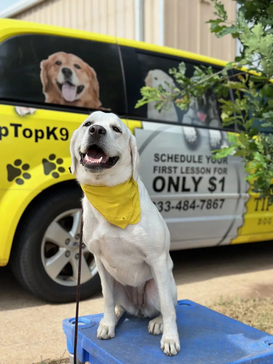 Yellow Lab holding a calm sit on a platform beside a yellow Tip Top K9 van in Blue Springs